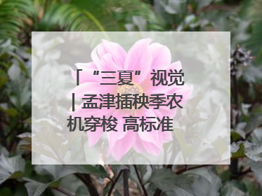 “三夏”视觉｜孟津插秧季农机穿梭 高标准农田披绿装
