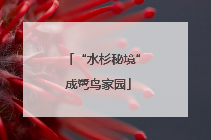 “水杉秘境”成鹭鸟家园