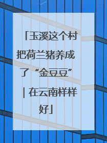 玉溪这个村把荷兰猪养成了“金豆豆”｜在云南样样好