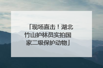 现场直击！湖北竹山护林员实拍国家二级保护动物