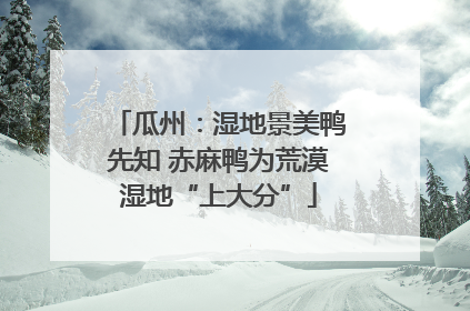 瓜州：湿地景美鸭先知 赤麻鸭为荒漠湿地“上大分”