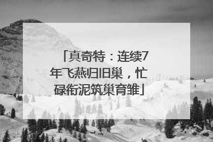 真奇特：连续7年飞燕归旧巢，忙碌衔泥筑巢育雏