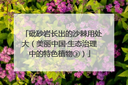 砒砂岩长出的沙棘用处大（美丽中国·生态治理中的特色植物③）