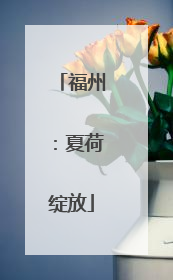 福州：夏荷绽放