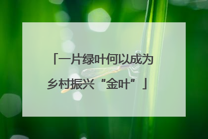 一片绿叶何以成为乡村振兴“金叶”