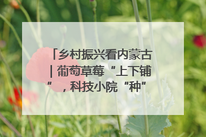 乡村振兴看内蒙古｜葡萄草莓“上下铺”，科技小院“种”出三倍效益