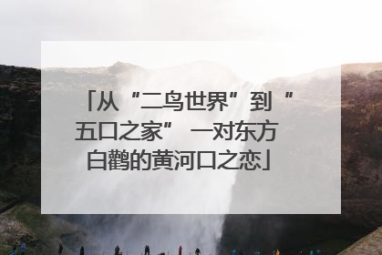 从“二鸟世界”到“五口之家” 一对东方白鹳的黄河口之恋