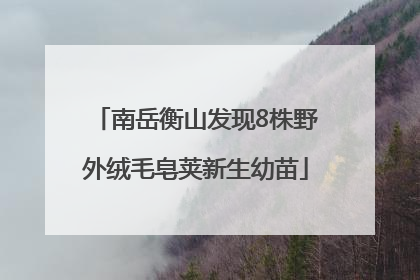 南岳衡山发现8株野外绒毛皂荚新生幼苗
