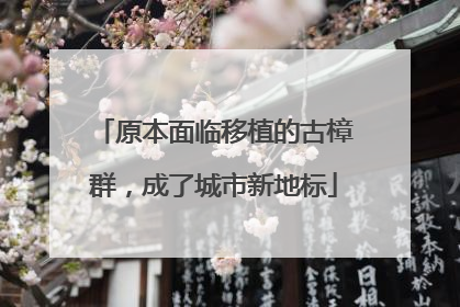 原本面临移植的古樟群，成了城市新地标
