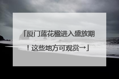 厦门蓝花楹进入盛放期！这些地方可观赏→