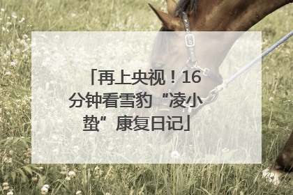 再上央视！16分钟看雪豹“凌小蛰”康复日记