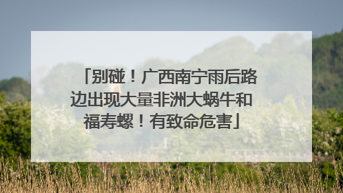 别碰！广西南宁雨后路边出现大量非洲大蜗牛和福寿螺！有致命危害