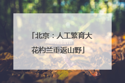 北京：人工繁育大花杓兰重返山野