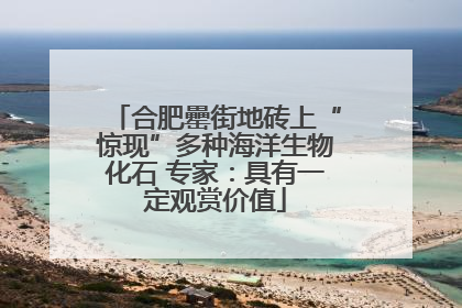 合肥罍街地砖上“惊现”多种海洋生物化石 专家：具有一定观赏价值