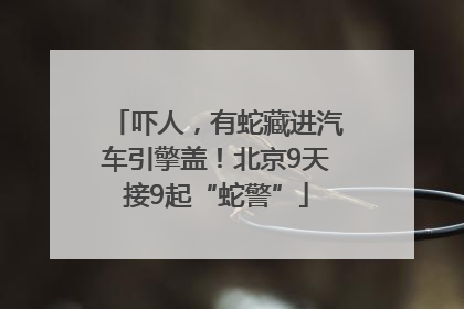 吓人，有蛇藏进汽车引擎盖！北京9天接9起“蛇警”