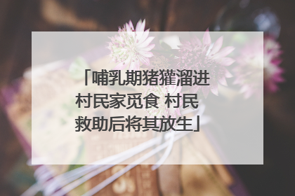 哺乳期猪獾溜进村民家觅食 村民救助后将其放生