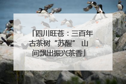 四川旺苍：三百年古茶树“苏醒” 山间飘出振兴茶香