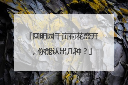 圆明园千亩荷花盛开，你能认出几种？