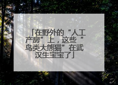 在野外的“人工产房”上，这些“鸟类大熊猫”在武汉生宝宝了