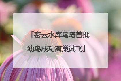 密云水库鸟岛首批幼鸟成功离巢试飞