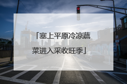 塞上平原冷凉蔬菜进入采收旺季