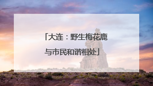 大连：野生梅花鹿与市民和谐相处