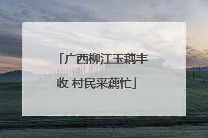 广西柳江玉藕丰收 村民采藕忙
