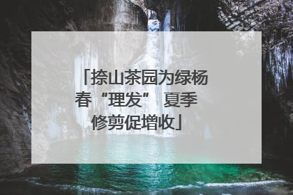 捺山茶园为绿杨春“理发” 夏季修剪促增收