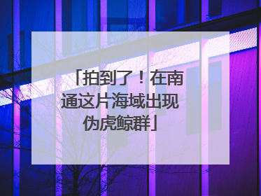 拍到了！在南通这片海域出现伪虎鲸群