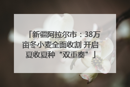新疆阿拉尔市：38万亩冬小麦全面收割 开启夏收夏种“双重奏”