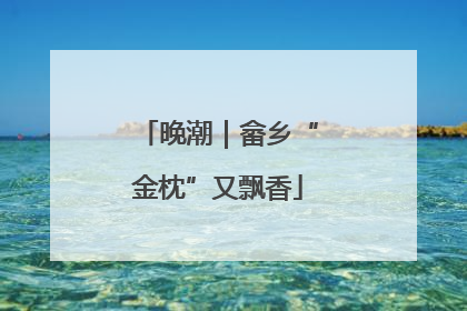 晚潮｜畲乡“金枕”又飘香