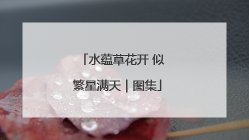 水蕴草花开 似繁星满天｜图集