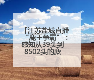 江苏盐城直播“鹿王争霸”：感知从39头到8502头的麋鹿种群复兴“密码”
