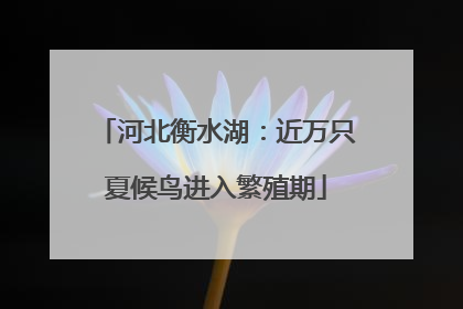 河北衡水湖：近万只夏候鸟进入繁殖期