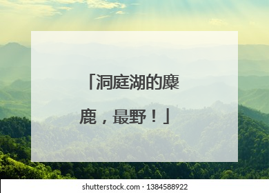 洞庭湖的麋鹿，最野！