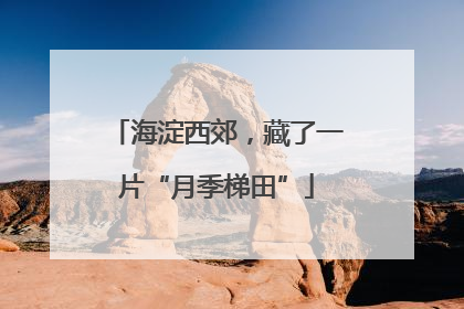 海淀西郊，藏了一片“月季梯田”