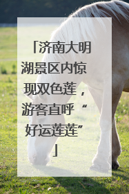 济南大明湖景区内惊现双色莲，游客直呼“好运莲莲”