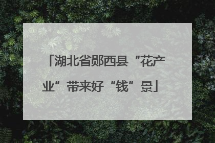 湖北省郧西县“花产业”带来好“钱”景