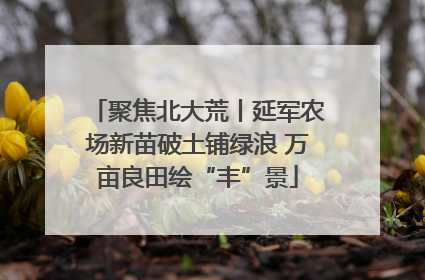 聚焦北大荒丨延军农场新苗破土铺绿浪 万亩良田绘“丰”景