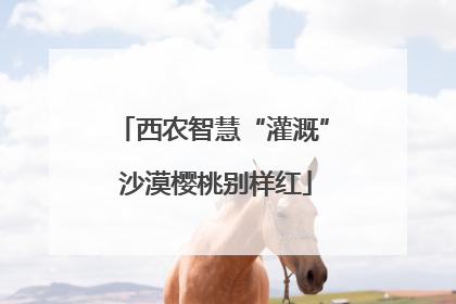 西农智慧“灌溉” 沙漠樱桃别样红