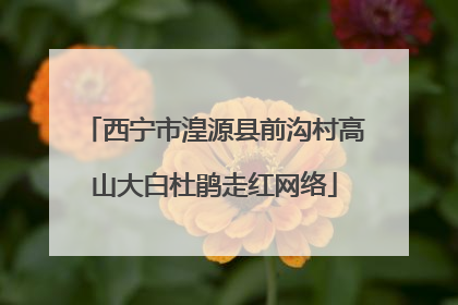 西宁市湟源县前沟村高山大白杜鹃走红网络
