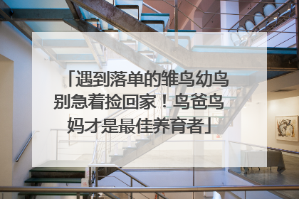 遇到落单的雏鸟幼鸟别急着捡回家！鸟爸鸟妈才是最佳养育者
