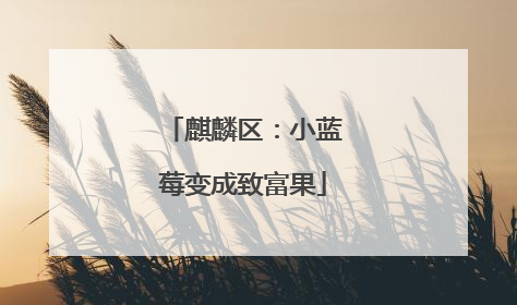 麒麟区：小蓝莓变成致富果