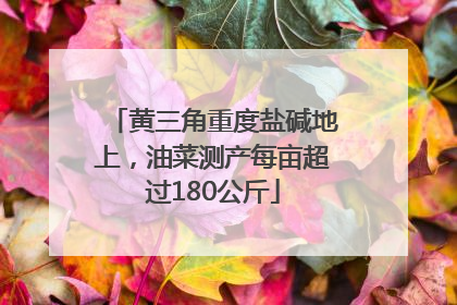 黄三角重度盐碱地上，油菜测产每亩超过180公斤