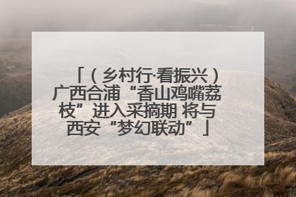 （乡村行·看振兴）广西合浦“香山鸡嘴荔枝”进入采摘期 将与西安“梦幻联动”