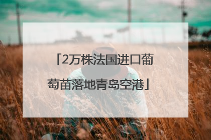 2万株法国进口葡萄苗落地青岛空港